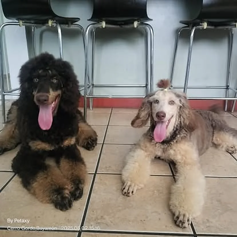 Dos poodles esperando su vuelo