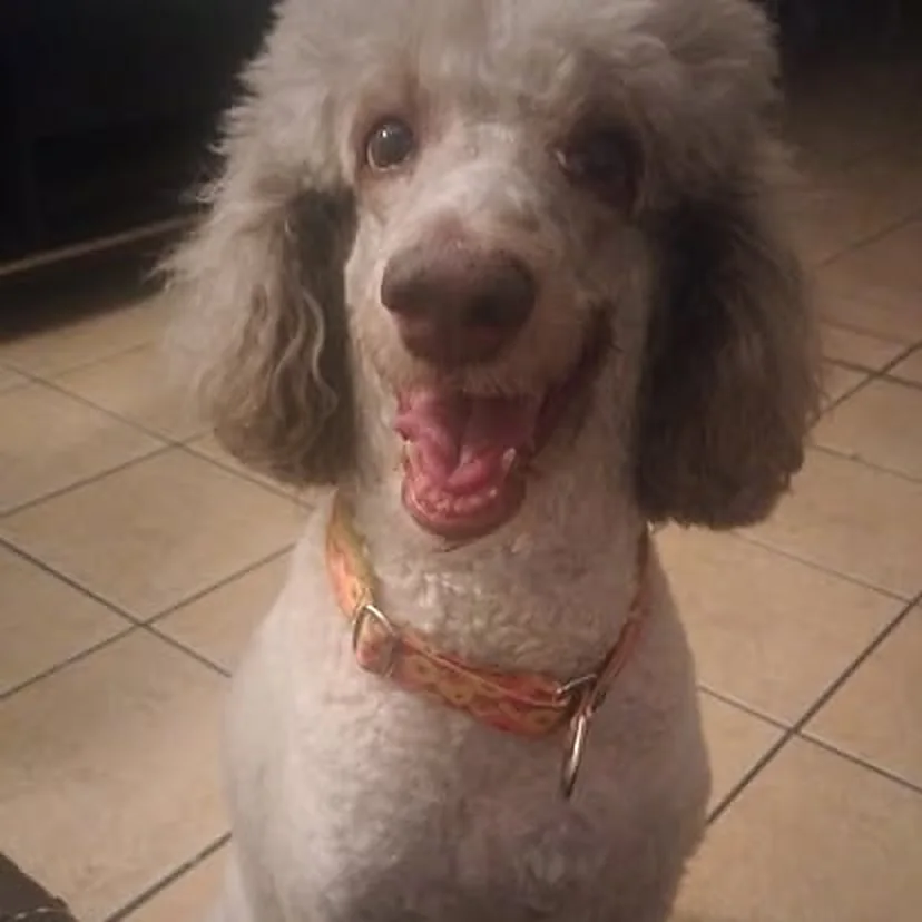 Poodle color albaricoque antes de viajar