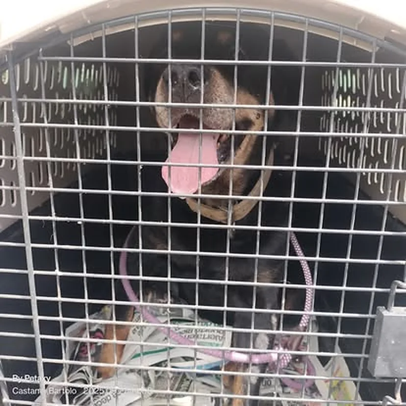 Perro tranquilo dentro de su jaula de viaje