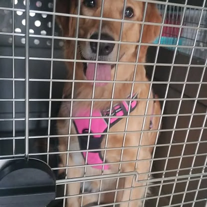 Golden retriever con su arnés dentro de la jaula de viaje