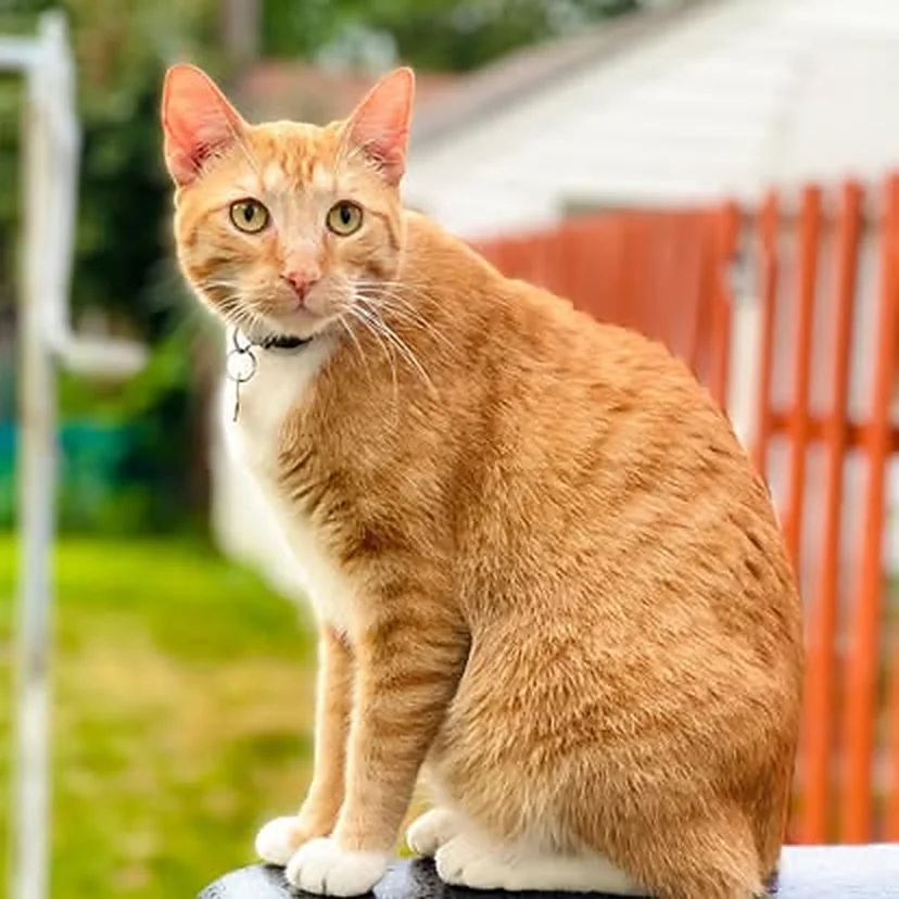 Gato atigmarado — Petaxy también coordina viajes de gatos
