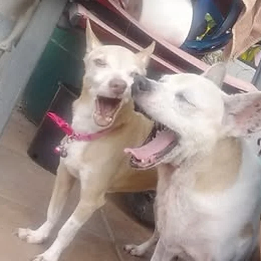 Dos perritas jugando antes del viaje