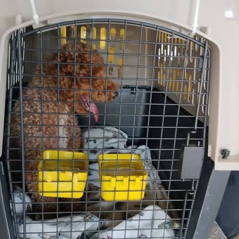 Poodle dentro de su jaula de viaje, con sus platos de comida y agua