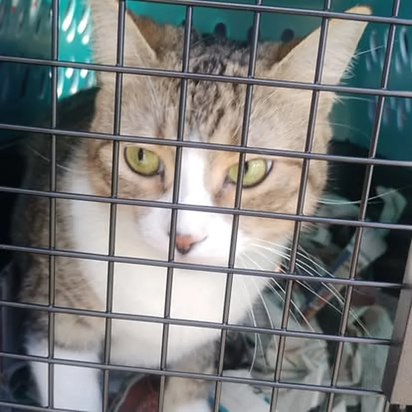 Gato dentro de su transportador