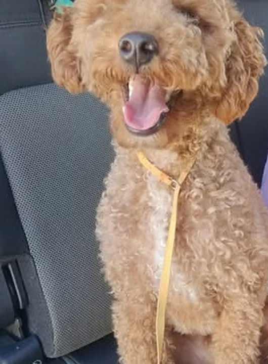 Poodle viajando en el asiento del carro