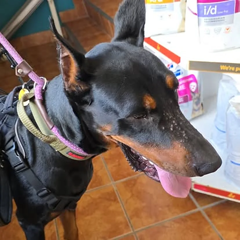 Doberman en la visita al veterinario