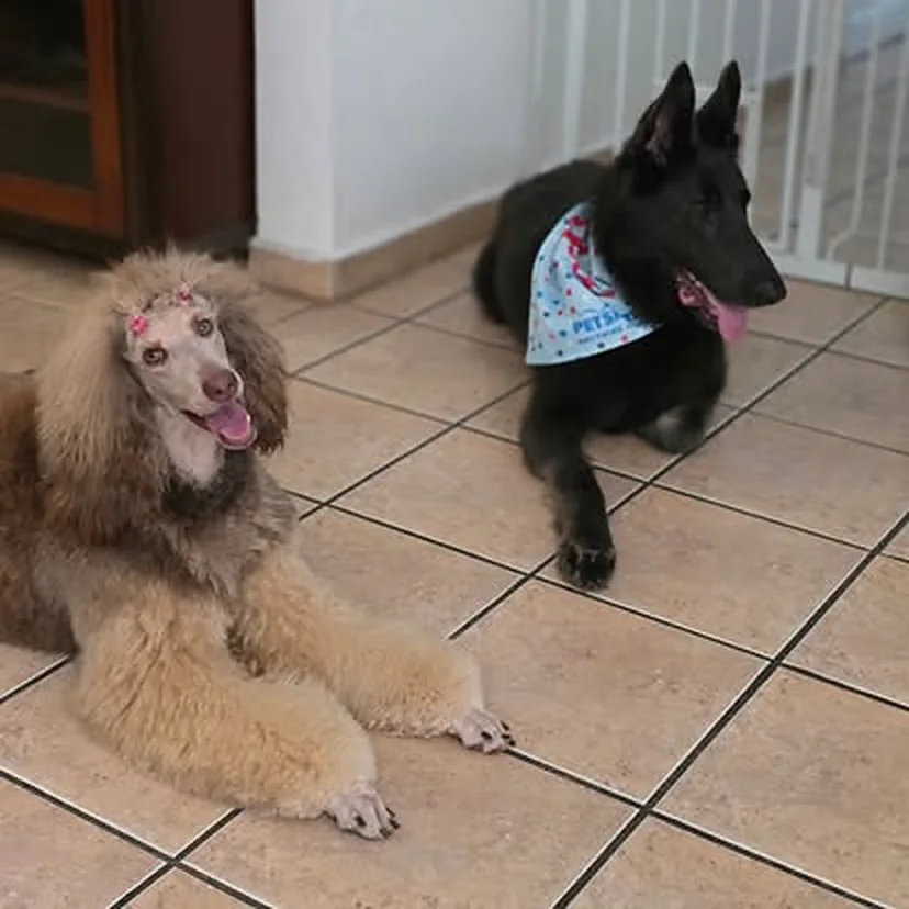 Dos perros descansando en casa durante un cuido a domicilio