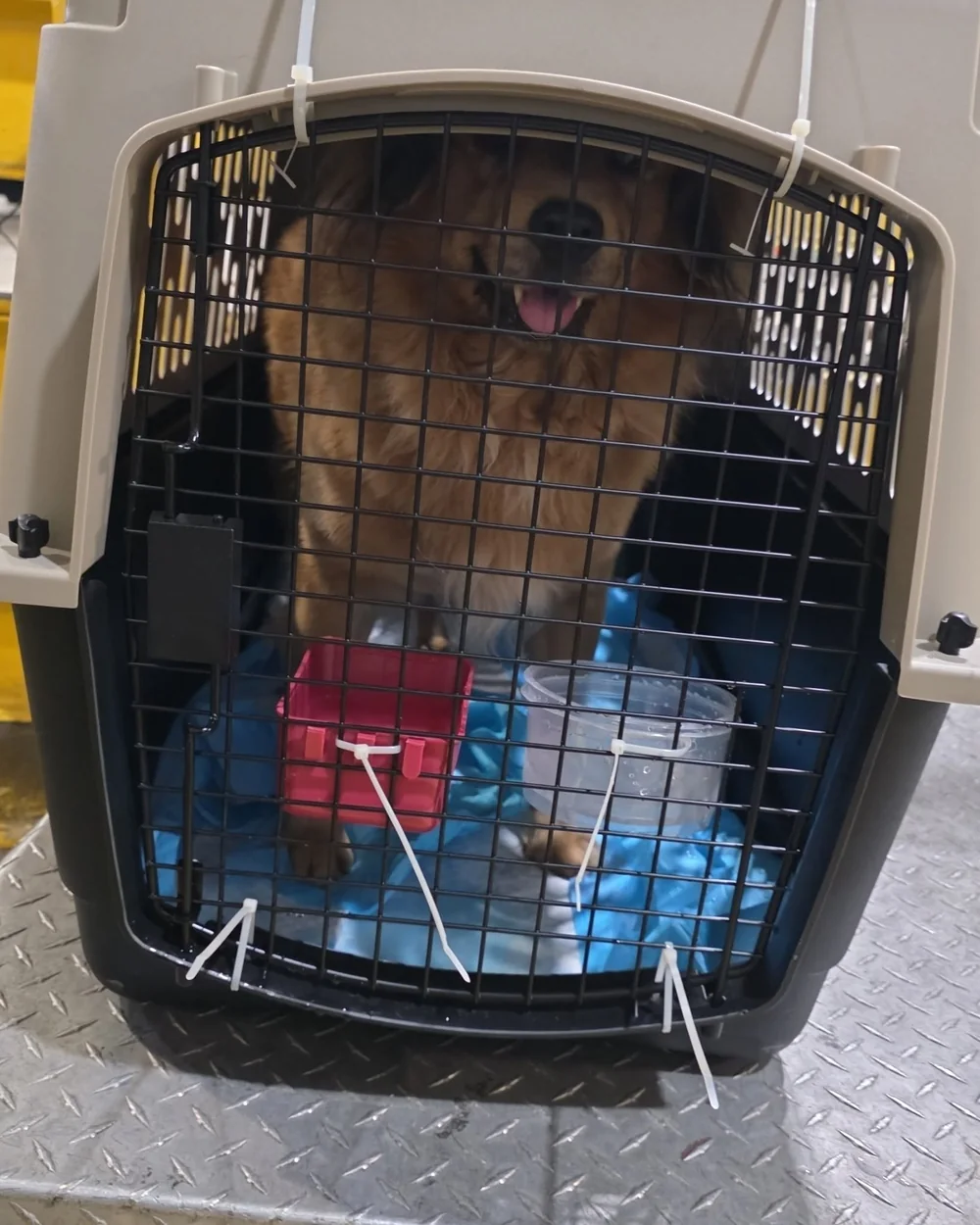 Perro dentro de su jaula de viaje IATA, con platos de comida y agua, listo en el área de carga