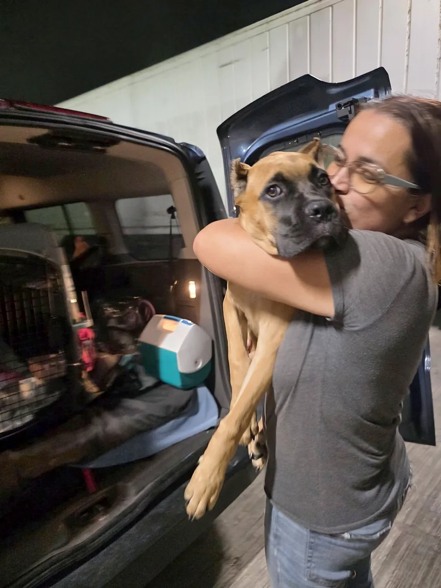 La pet nanny de Petaxy cargando en brazos a un perro durante el recogido, con las jaulas de viaje ya montadas en el vehículo