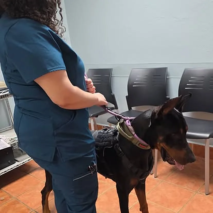Doberman en la visita al veterinario, parte de los documentos que pide el viaje