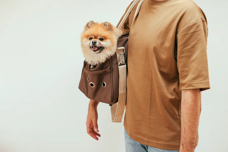 Mascota pequeña dentro de un bolso transportador aprobado para cabina