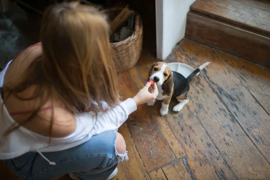Persona atendiendo a un perro dentro de una casa