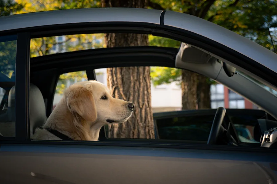 Perro asomado a la ventana de un auto durante un traslado
